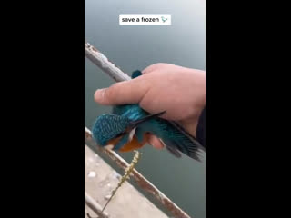 bird rescue