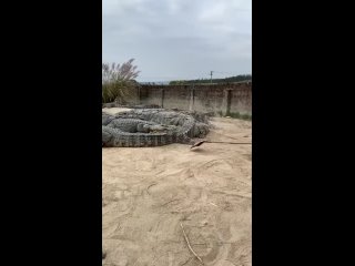 crocodile driver